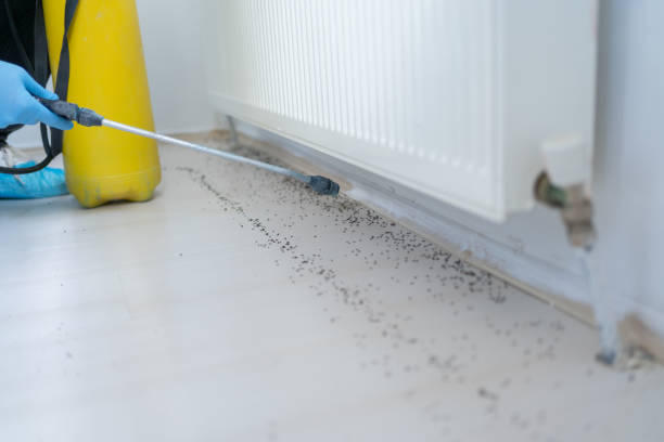 Wasp Removal Services in Chesapeake Ranch Estates, MD